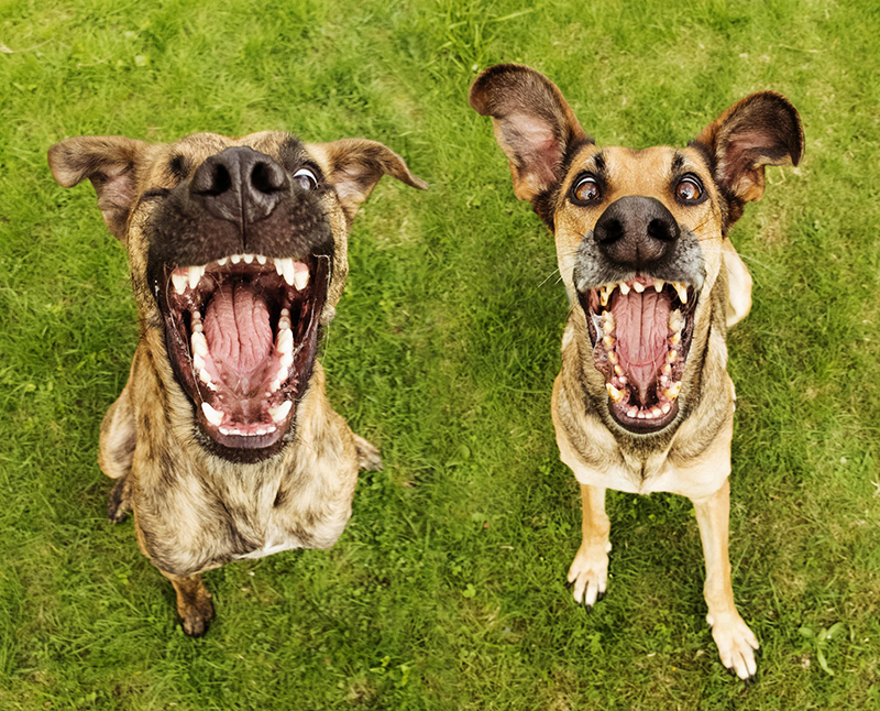 Dog Portraits by Elke Vogelsang14