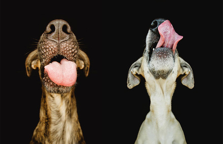 Dog Portraits by Elke Vogelsang