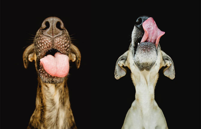 Dog Portraits by Elke Vogelsang