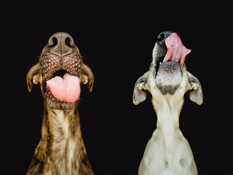 Dog Portraits by Elke Vogelsang2