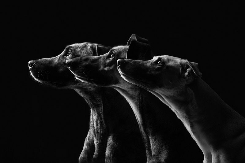 Dog Portraits by Elke Vogelsang3