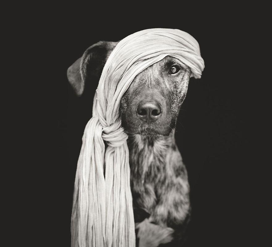 Dog Portraits by Elke Vogelsang4