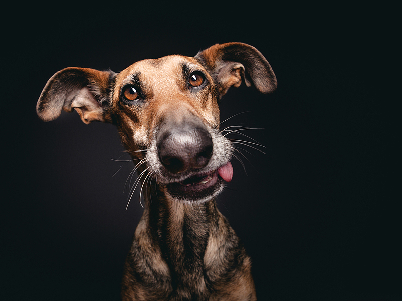 Dog Portraits by Elke Vogelsang5