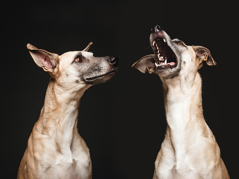 Dog Portraits by Elke Vogelsang6