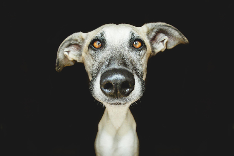 Dog Portraits by Elke Vogelsang7