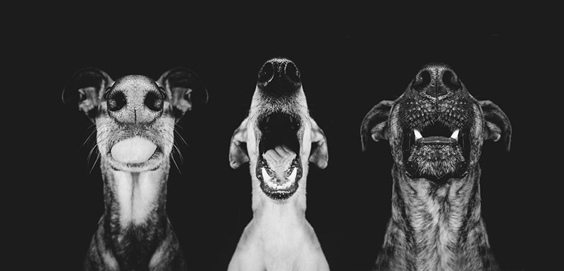 Dog Portraits by Elke Vogelsang9