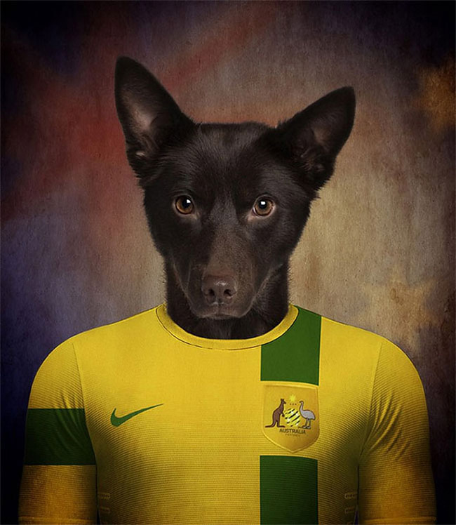 Dogs of World Cup Brazil 201411