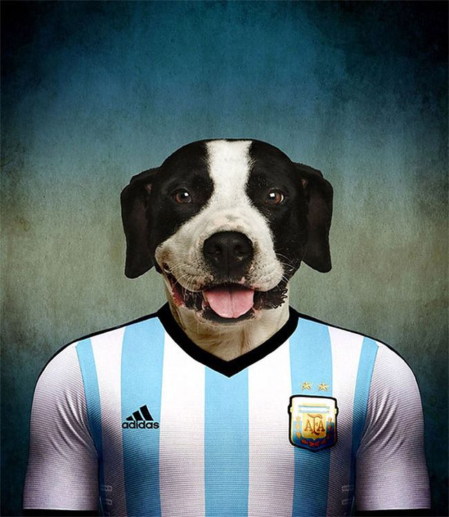 Dogs of World Cup Brazil 20143