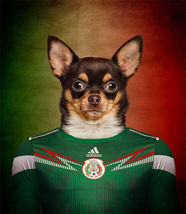 Dogs of World Cup Brazil 20148