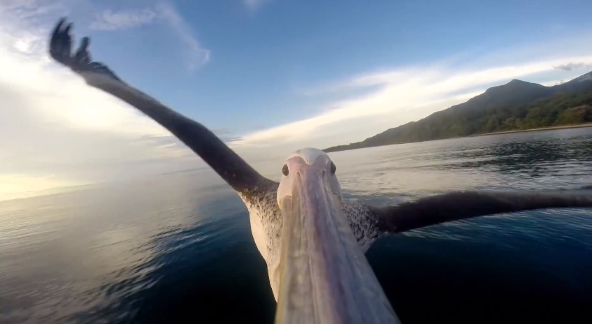 GoPro - Pelican Learns To Life1