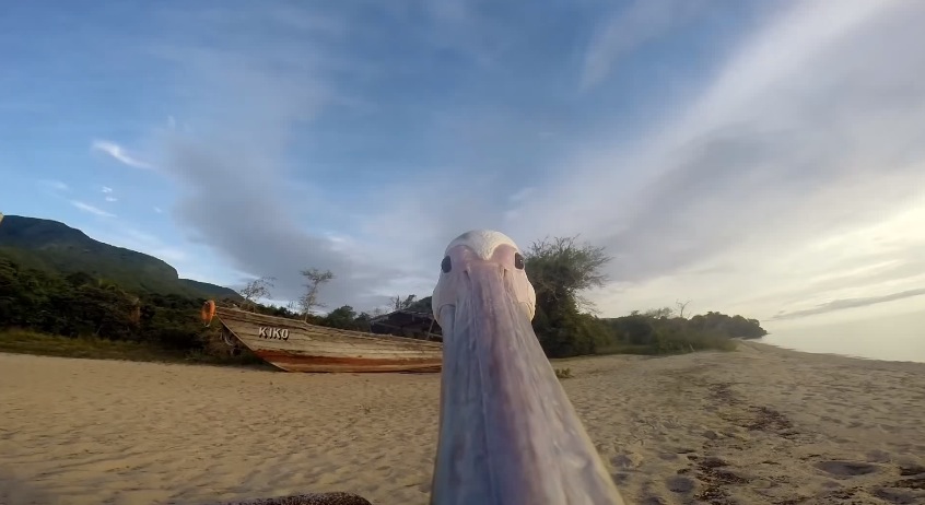 GoPro - Pelican Learns To Life3