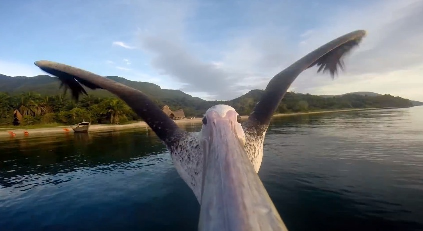 GoPro - Pelican Learns To Life5