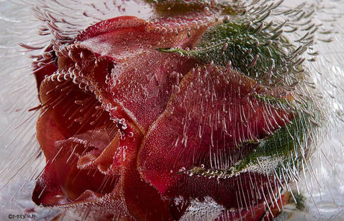 Details of Frozen Flowers