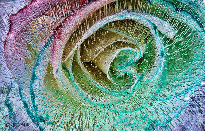 Details of Frozen Flowers