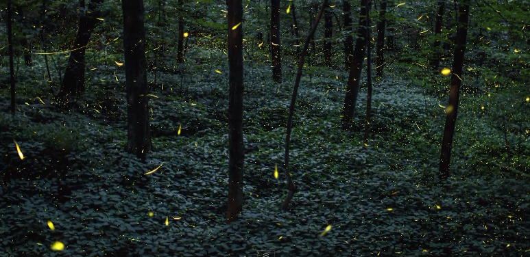 Timelapse Scenes of Swarming Fireflies  1