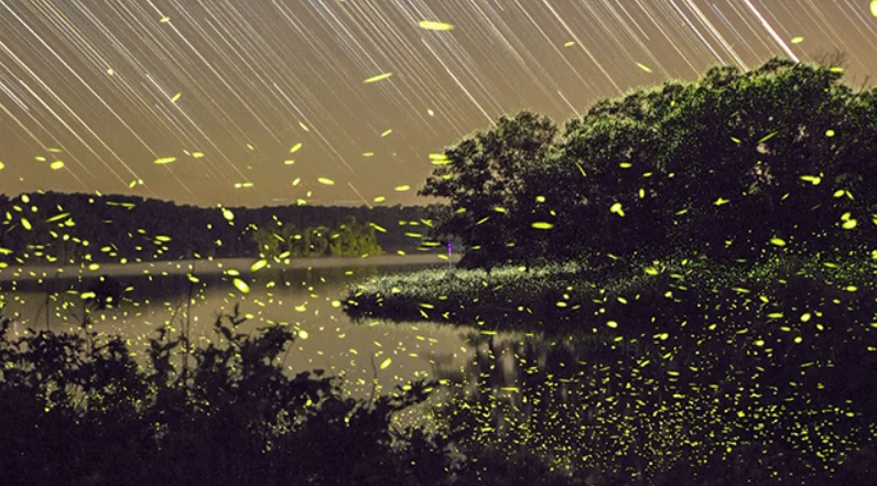 Timelapse Scenes of Swarming Fireflies  2