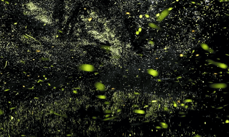Timelapse Scenes of Swarming Fireflies  3