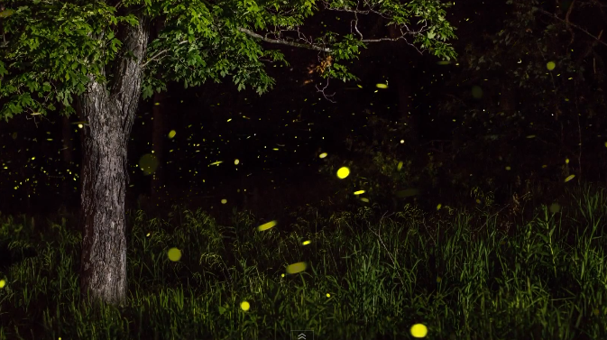 Timelapse Scenes of Swarming Fireflies  4