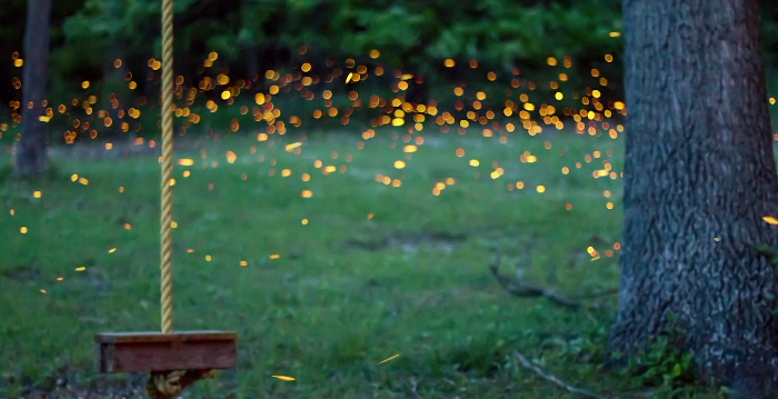 Timelapse Scenes of Swarming Fireflies  5
