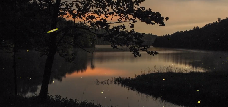 Timelapse Scenes of Swarming Fireflies  6