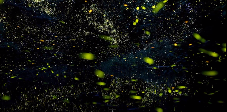 Timelapse Scenes of Swarming Fireflies  7