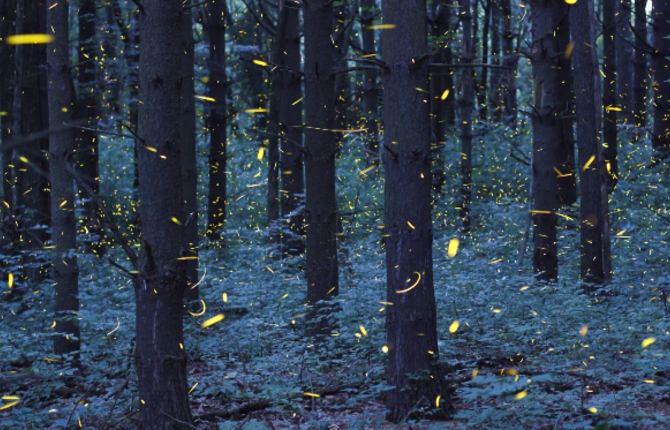 Time-lapse Scenes of Swarming Fireflies