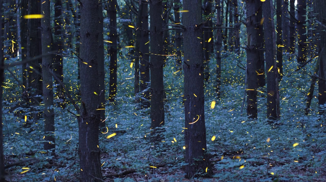 Timelapse Scenes of Swarming Fireflies  8