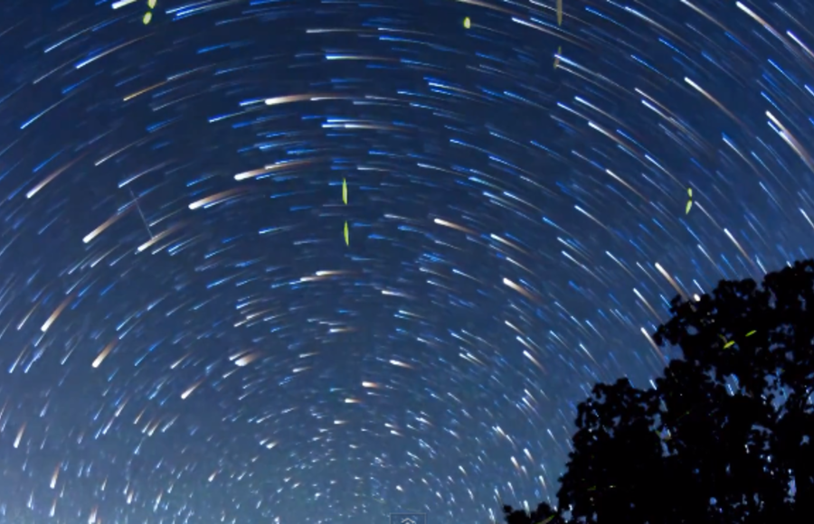 Time-lapse Scenes of Swarming Fireflies