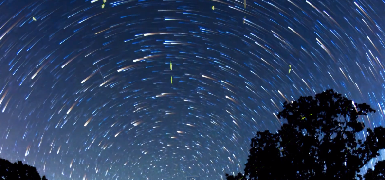 Timelapse Scenes of Swarming Fireflies  9