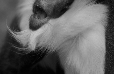 Diana monkey (#