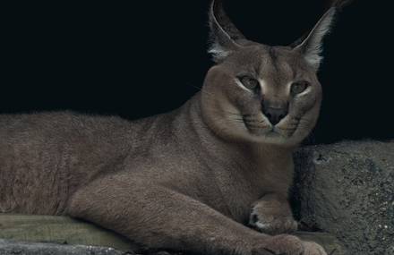 Caracal