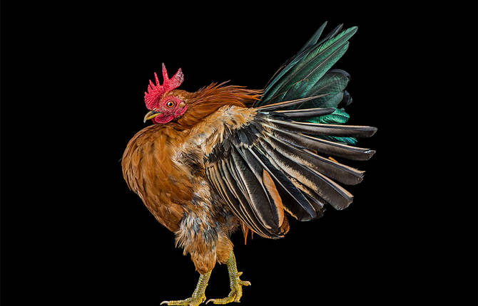 Chicken Bizarre Beauty Photography