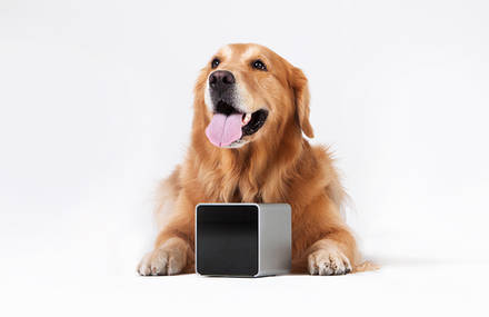 Petcube brings you closer to your pet