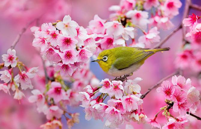 The Most Beautiful Cherry Blossom Photos of 2014