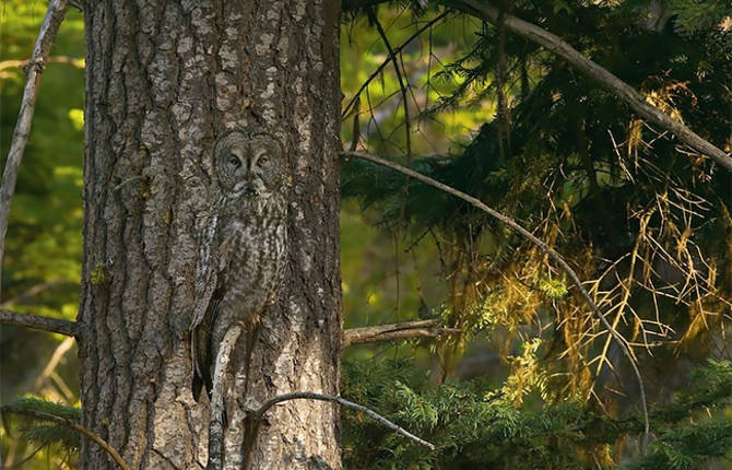 Animals in Hiding