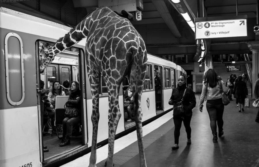 Wild Animals Stuck in Subway