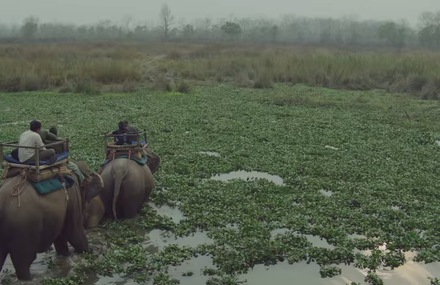 Google Glass Into The Wild with WWF