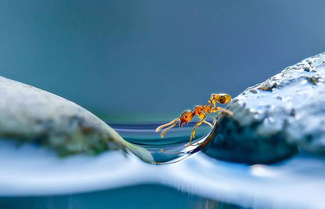 Macro Photography by Milki Asai