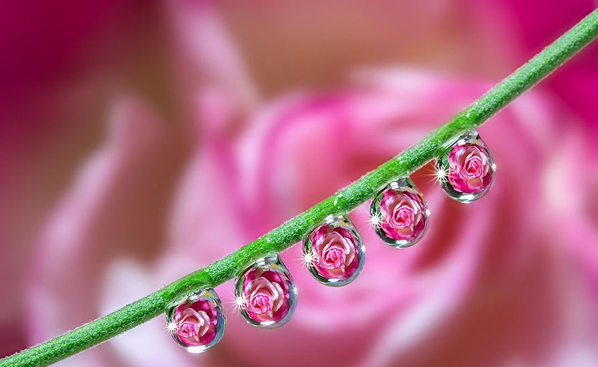 Macro Photography by Milki Asai10