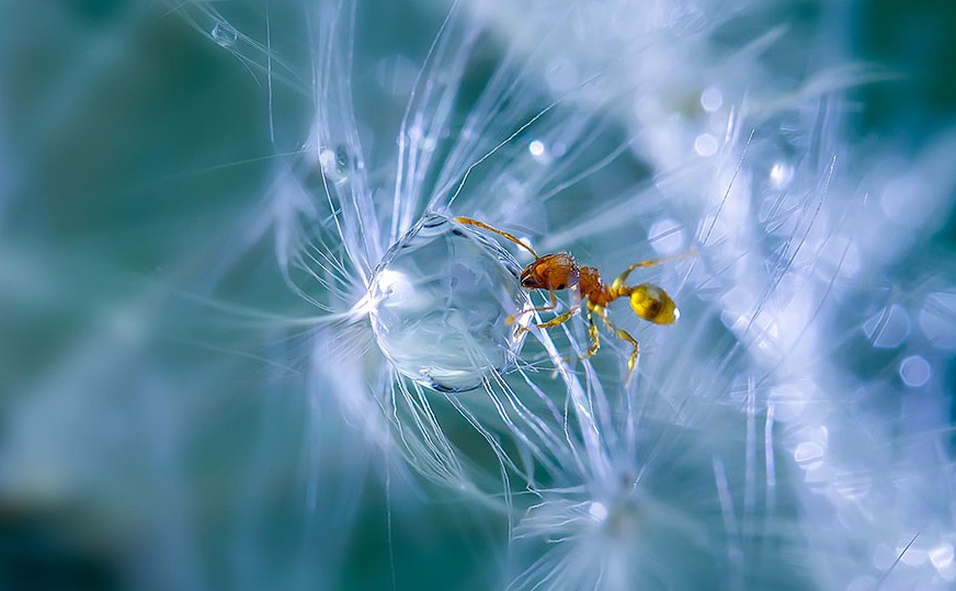 Macro Photography by Milki Asai12