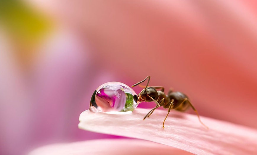 Macro Photography by Milki Asai13