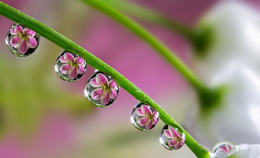 Macro Photography by Milki Asai15