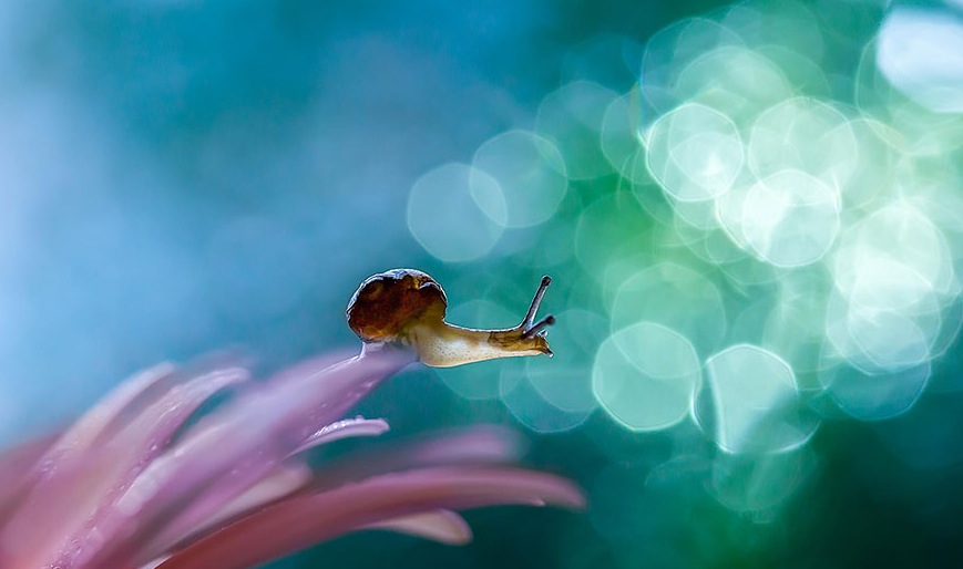 Macro Photography by Milki Asai16