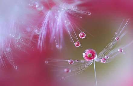 Macro Photography by Milki Asai