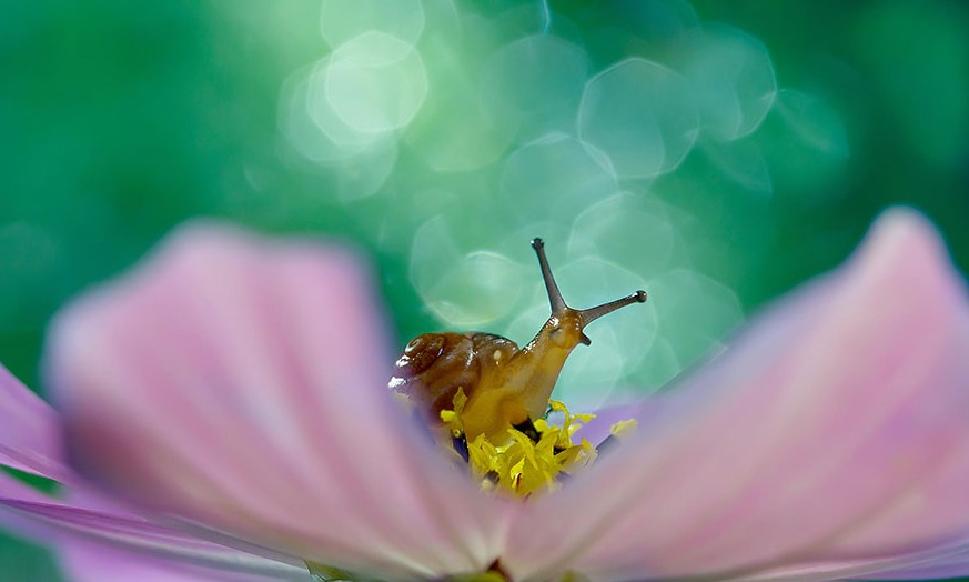 Macro Photography by Milki Asai3