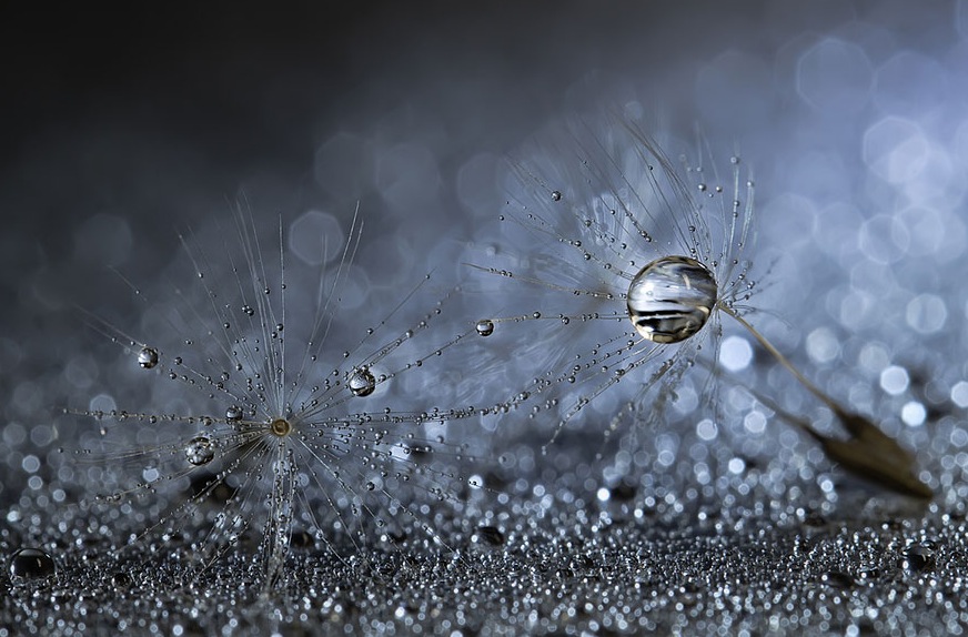 Macro Photography by Milki Asai4