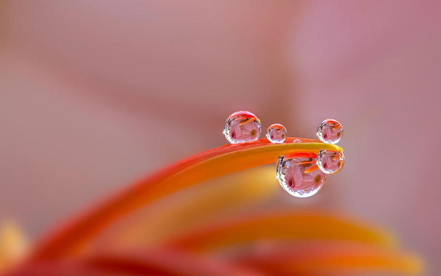 Macro Photography by Milki Asai6