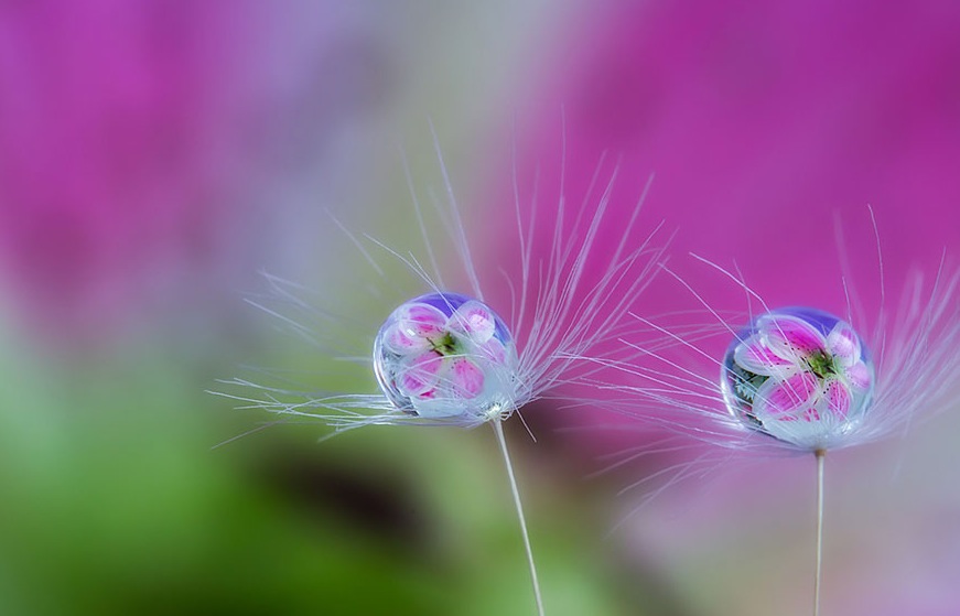 Macro Photography by Milki Asai8