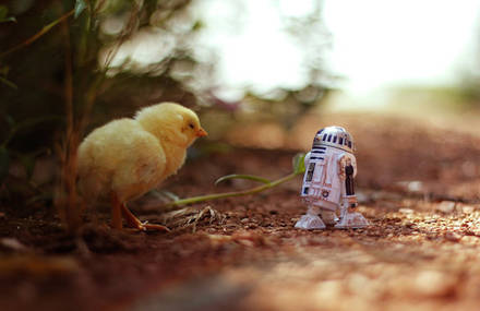 The Adventures of Star Wars Figurines in Nature