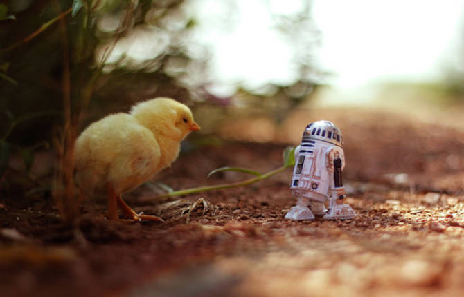 The Adventures of Star Wars Figurines in Nature